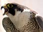 falcon desktop wallpaper
