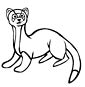 Ferret coloring page