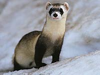 Ferret image