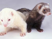 Ferret image