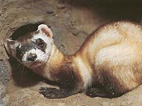 Ferret image