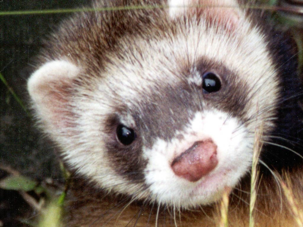 free Ferret wallpaper wallpapers download