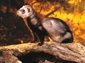 Ferret wallpaper