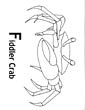 Fiddler Crab coloring page