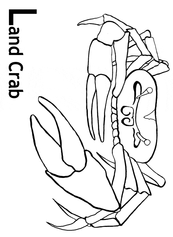 free Fiddler Crab coloring page
