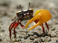 Fiddler Crab image