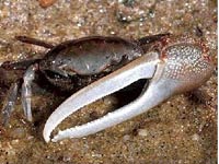 Fiddler Crab image