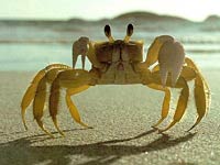 Fiddler Crab image