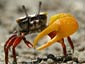 Fiddler Crab wallpaper