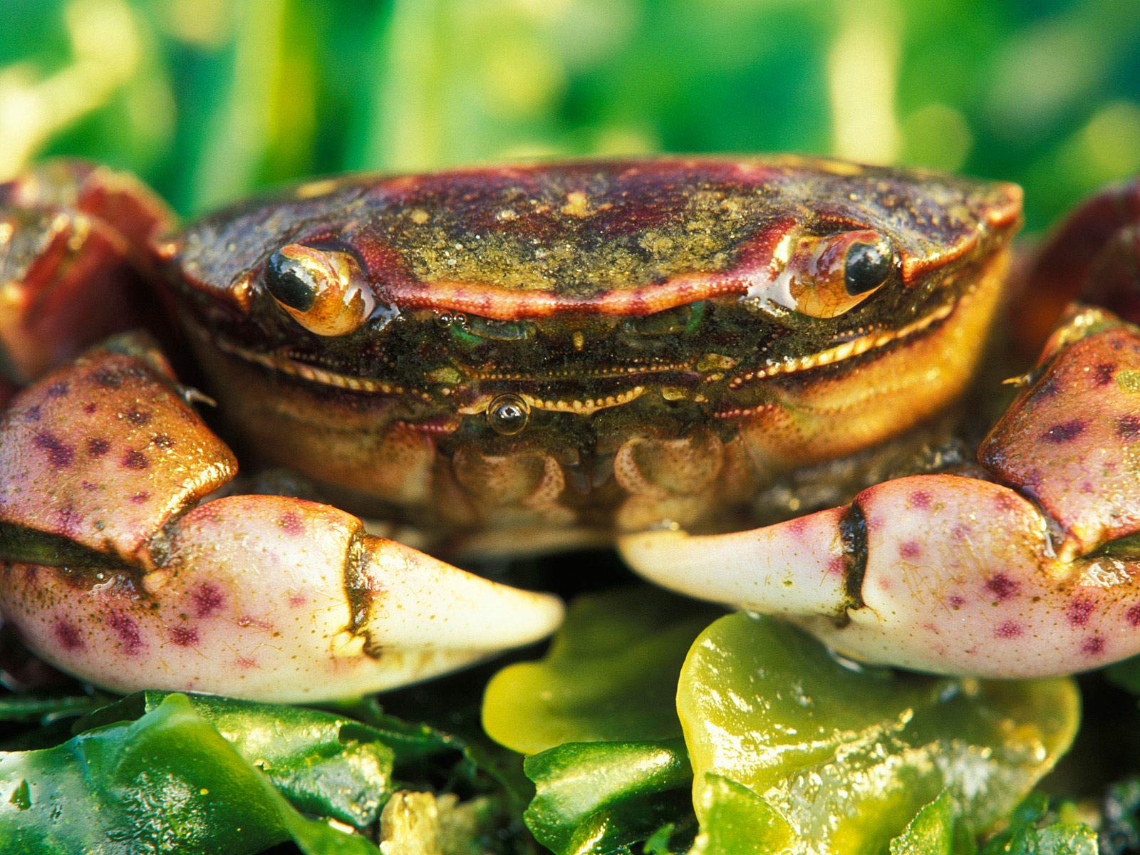 free Fiddler Crab wallpaper wallpapers download