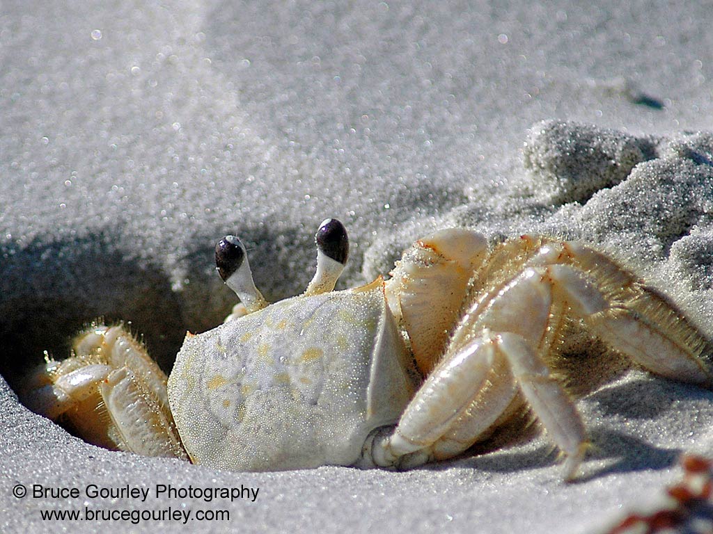 free Fiddler Crab wallpaper wallpapers download