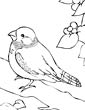 Finch coloring page