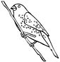 Finch coloring page