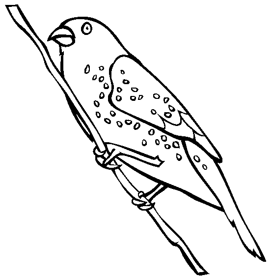 free Finch coloring page