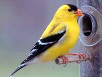 Finch image