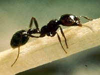 Fire Ant image