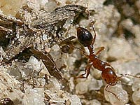 Fire Ant image