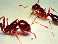 Fire Ant image