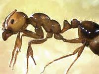 Fire Ant close up picture