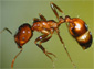 fire ant