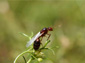 fire ant wallpapers