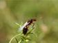 Fire Ant wallpaper