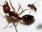 Fire Ant wallpaper