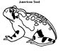 Fire Belly Toad coloring page