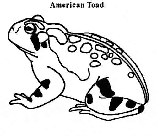 free Fire Belly Toad coloring page sheet