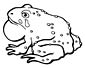 Fire Belly Toad coloring page