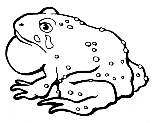 free Fire Belly Toad coloring page sheet