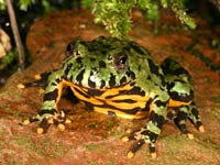 Fire Belly Toad image