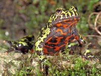 Fire Belly Toad picture