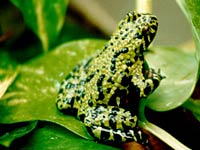 Fire Belly Toad image