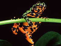 Fire Belly Toad image