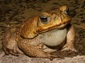 fire belly toad