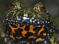 Fire Belly Toad wallpaper