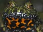 fire belly toad wallpaper