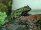 fire belly toad picture