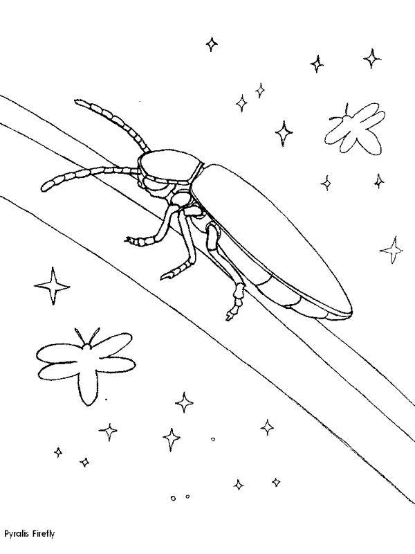 free Firefly coloring color page sheet printable