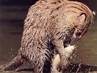 Fishing Cat picture
