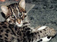 Fishing Cat image