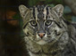 Fishing Cat wallpaper