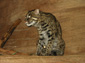 Fishing Cat wallpaper