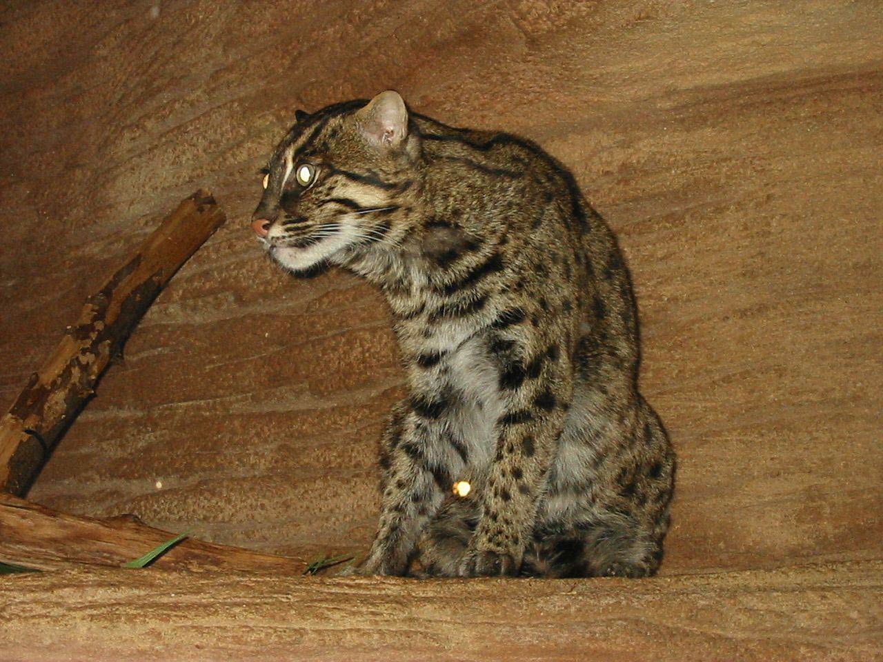 free Fishing Cat wallpaper wallpapers download