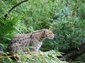 free fishing cat wallpaper