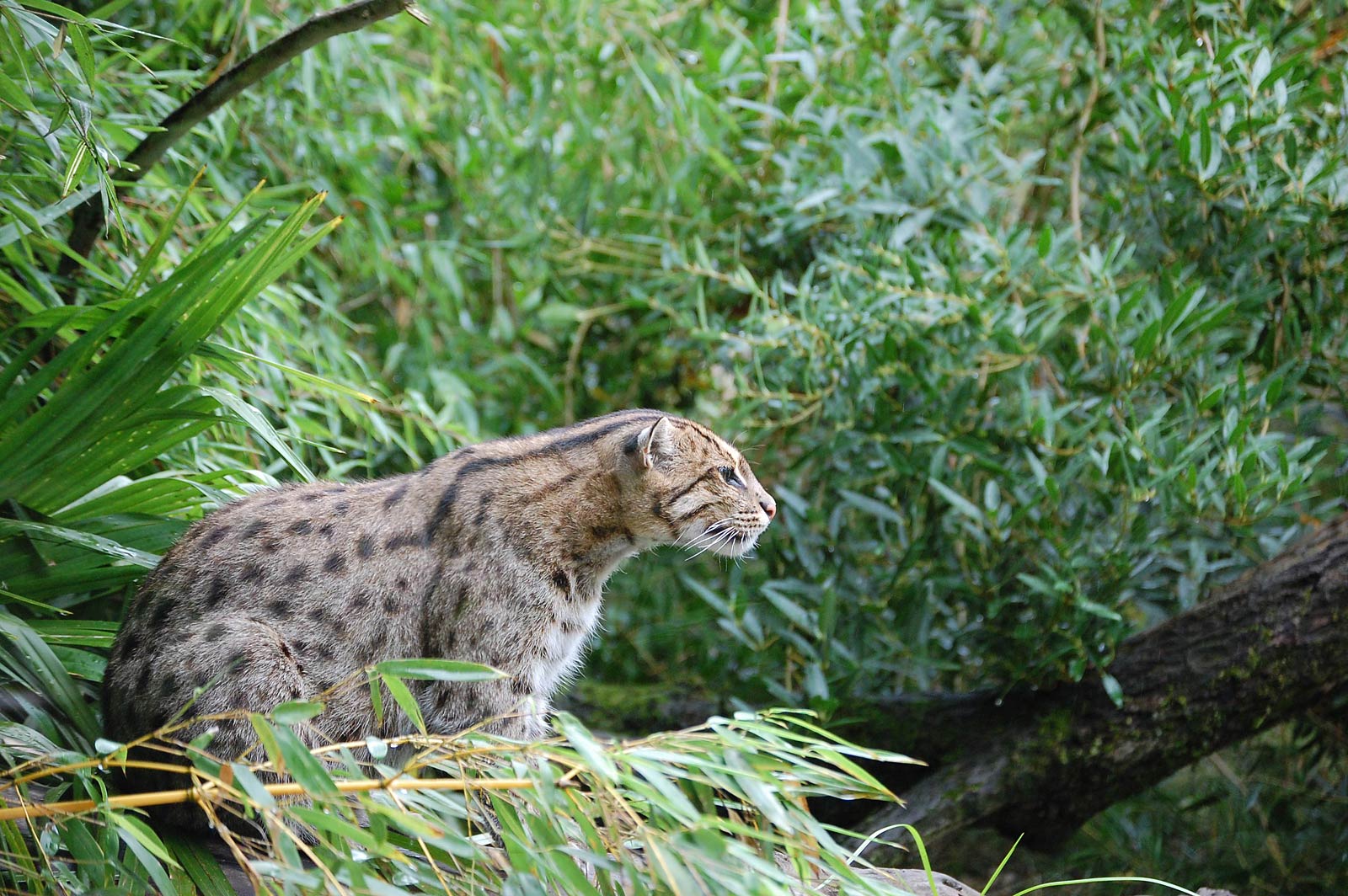 free Fishing Cat wallpaper wallpapers and background