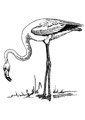 Flamingo coloring page