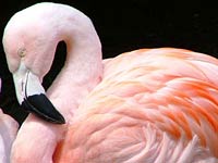 Flamingo picture