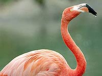 Flamingo image